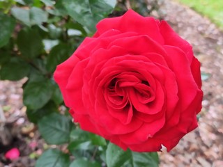 Beautiful giant roses pink red orange flame purple flowers in botanic garden spring time Queenstown garden new Zealand cold weather blossom plant colorful closeup Hoa Hong 