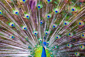 Feather pattern of the peacock 