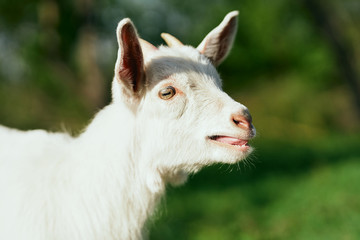 Fototapeta premium portrait of a goat