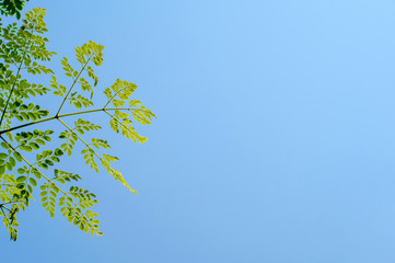 Green Moringa leaves and blue sky