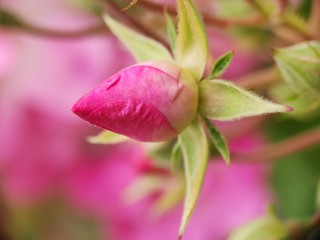 Beautiful colorful macro flower wild bloom floral in spring time blur background wildflower in botanical garden fresh pink white petal  creative close up shoot with water drop 