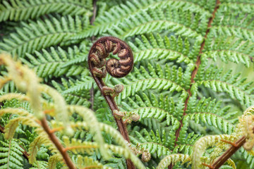 detail of unfurling New Zealand silver fern frond with copy space