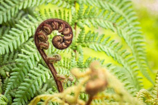 closeup of koru frond - New Zealand silver fern with blurred background and copy space