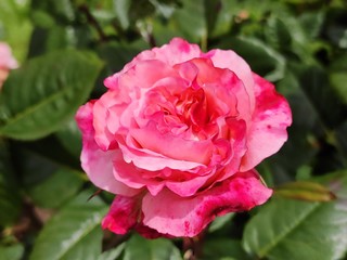 garden, rose, roses, color, beautiful, flower, background, nature, floral, beauty, pink, summer, plant, blossom, spring, natural, bloom, green, petal, colorful, red, white, fresh, closeup, pattern, ro
