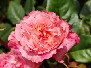 garden, rose, roses, color, beautiful, flower, background, nature, floral, beauty, pink, summer, plant, blossom, spring, natural, bloom, green, petal, colorful, red, white, fresh, closeup, pattern, ro