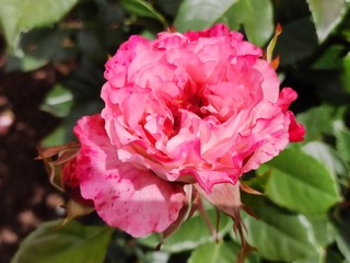 garden, rose, roses, color, beautiful, flower, background, nature, floral, beauty, pink, summer, plant, blossom, spring, natural, bloom, green, petal, colorful, red, white, fresh, closeup, pattern, ro