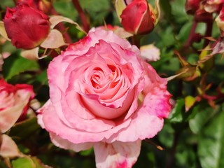 garden, rose, roses, color, beautiful, flower, background, nature, floral, beauty, pink, summer, plant, blossom, spring, natural, bloom, green, petal, colorful, red, white, fresh, closeup, pattern, ro