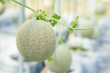 Melon fruit plant growing in greenhouse farm, Thailand	