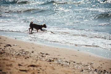 Dog running happy fun on beach when travel at sea