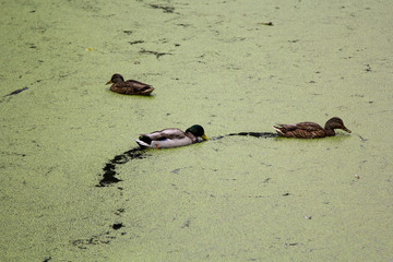 City pond overgrown with duckweed.
