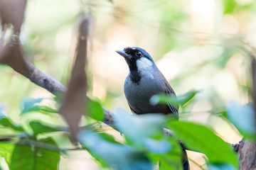 Bird (Black-throated Laughingthrush) in nature