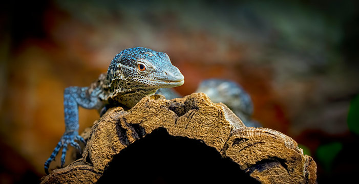 Close up front portrait of blue spotted tree monitor Varanus macraei resting on tree trunk and looking at camera