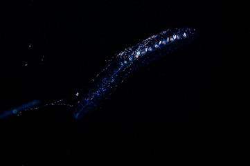 Deep Sea Underwater Creature from Outer Space during Blackwater diving at Izu, Japan