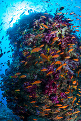 Naklejka na ściany i meble School of Anthias Fish Swarming in Front of Lush Soft Corals in Izu, Japan