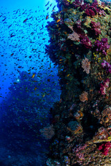 Fototapeta na wymiar School of Anthias Fish Swarming in Front of Lush Soft Corals in Izu, Japan
