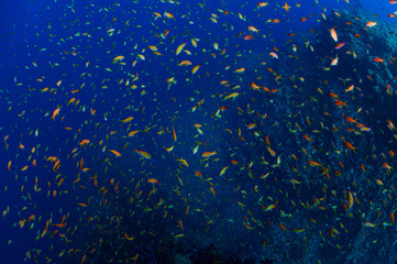 Fototapeta na wymiar School of Anthias Fish Swarming in Front of Lush Soft Corals in Izu, Japan