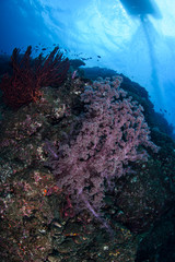 Fototapeta na wymiar Vivid Color Coral Reefs Underwater in Izu Japan
