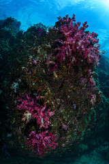 Vivid Color Coral Reefs Underwater in Izu Japan
