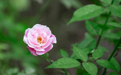 Damask pink rose