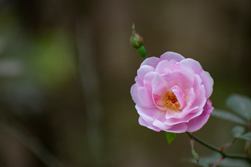 Damask pink rose