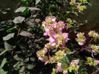 flowers in the garden