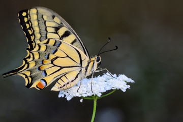 Closeup beautiful butterfly sitting on the flower.