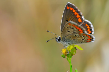 Closeup beautiful butterfly sitting on the flower.