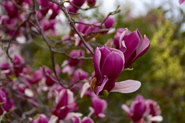 March in Itoshima, Fukuoka, Japan  3月 糸島市