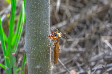 Close up of pair of Beautiful European mantis ( Mantis religiosa )