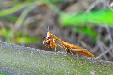 Close up of pair of Beautiful European mantis ( Mantis religiosa )