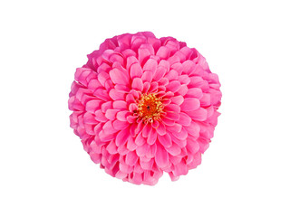 Close up pink Zinnia flower isolated on white background.