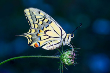Closeup beautiful butterfly sitting on the flower.