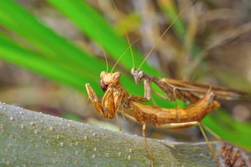 Close up of pair of Beautiful European mantis ( Mantis religiosa )