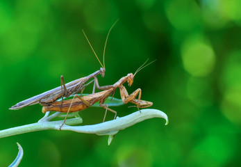 Close up of pair of Beautiful European mantis ( Mantis religiosa )