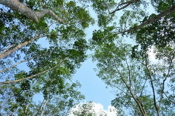 In selective focus a group of tropical trees top view with day light and blue sky background