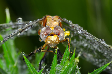 Macro shots, showing of eyes dragonfly and wings detail. Beautiful dragonfly in the nature habitat.