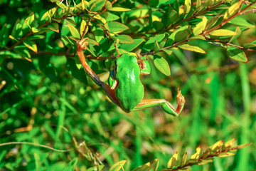 Beautiful Europaean Tree frog Hyla arborea - Stock Image