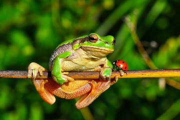 Beautiful Europaean Tree frog Hyla arborea - Stock Image