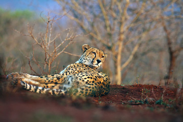 Cheetah (Acinonyx jubatus), also a hunting leopard resting on red soil. Adult elderly male cheetah lying on a hill of red clay. Wildlife photo from a position from the ground. Eye-to-eye look cheetah.