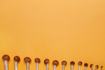 Yellow autumn background with mushrooms, frame, blank for advertising, place for text.