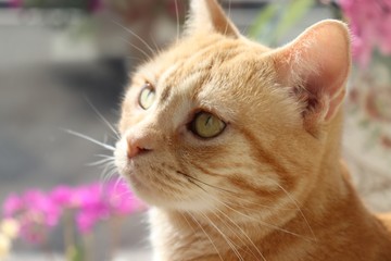 光の中の猫左斜め上目線アメリカンショートヘアー