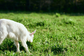 Obraz premium goat on green grass