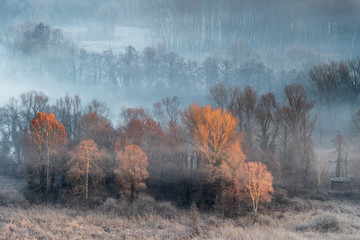 Autumn leaf color, winter sunrise over the misty forest