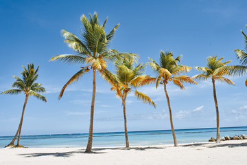 Fototapeta premium palm tree on the beach