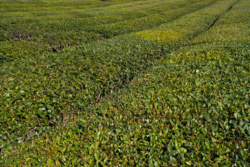 Green tea field