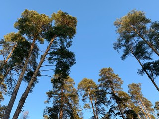 Forest in winter