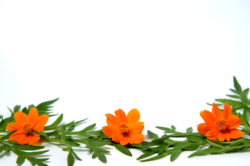 Orange cosmos flower and leafs with copy space on a white isolated background