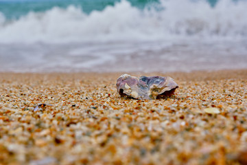 Seashells on the shore