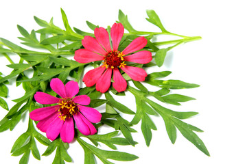 Zinnia flowers bouquet on an isolated white background