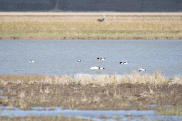 Common shelduck in Izumi city, Kagoshima prefecture, Japan